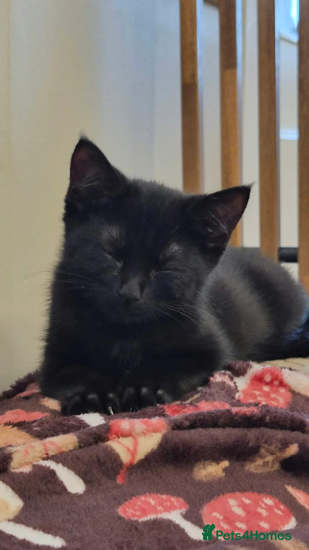 Mixed Breed cats for sale: Beautiful boy - Advert 2
