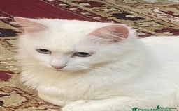 Turkish Angora cats for sale: BEAUTIFUL TURKISH ANGORA CAT (NEED TO GO ASAP ‼️) - Advert 3