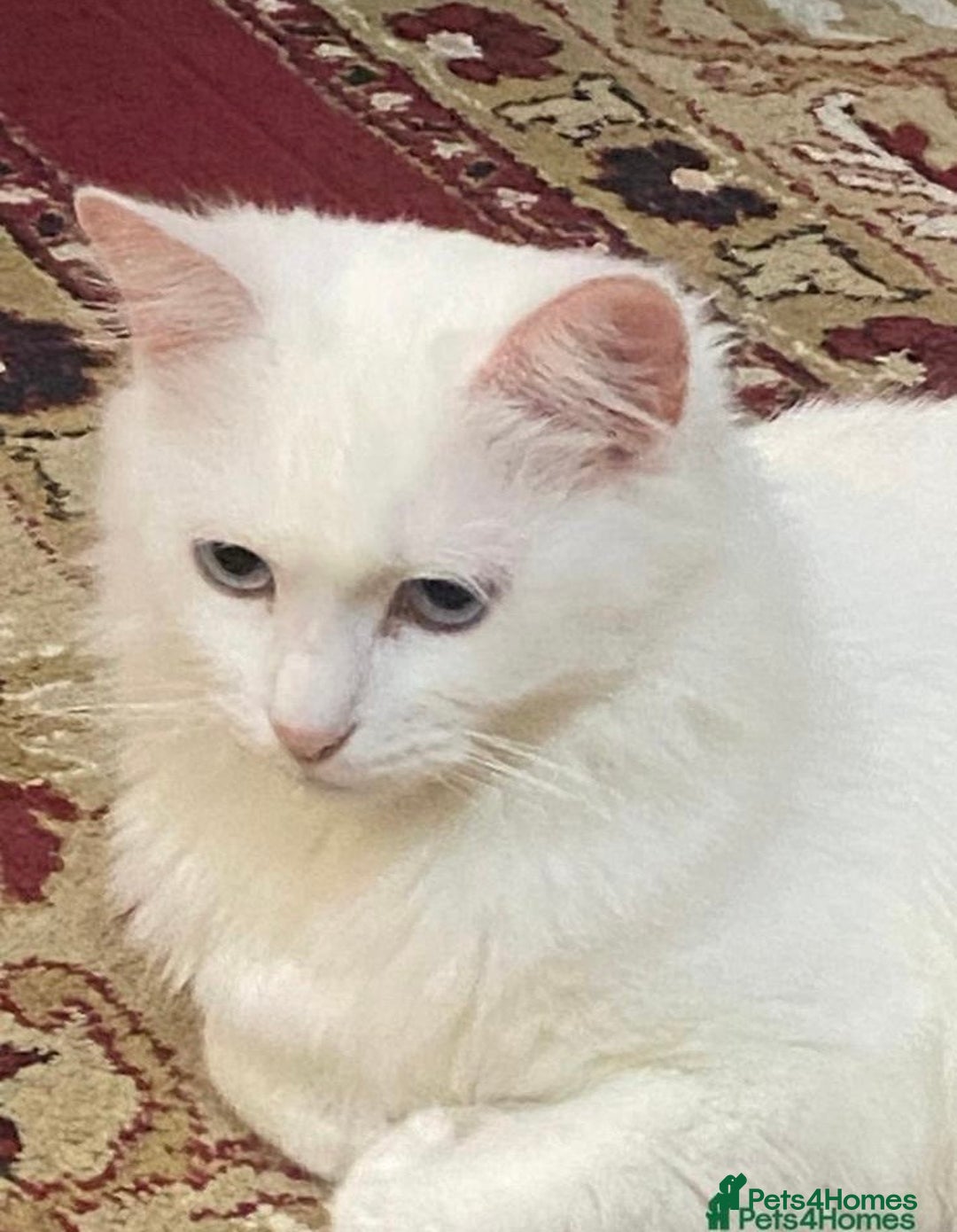 Turkish Angora cats for sale: BEAUTIFUL TURKISH ANGORA CAT (NEED TO GO ASAP ‼️) - Advert 3
