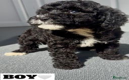 Cockapoo dogs for sale: BEAUTIFUL TOY F1B COCKAPOOS - Image 3