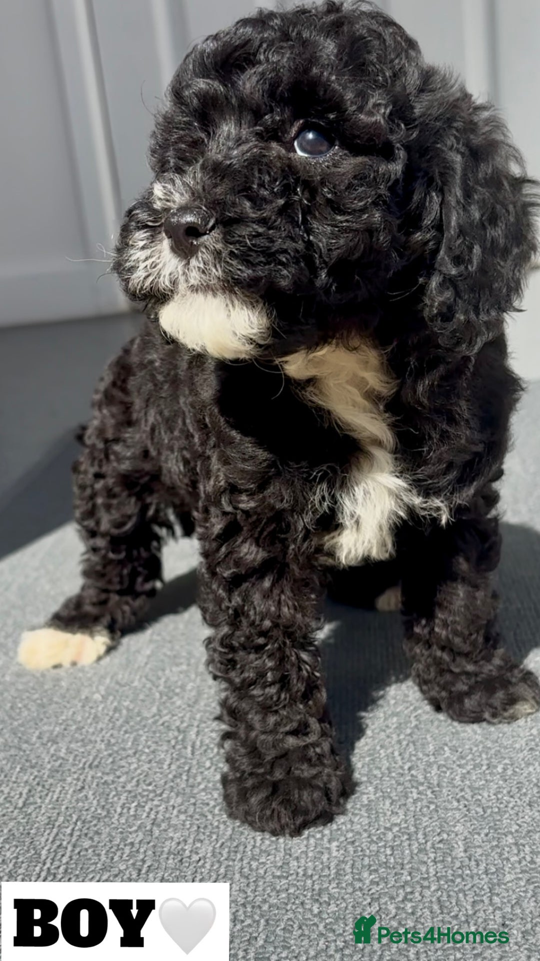 Cockapoo dogs for sale: BEAUTIFUL TOY F1B COCKAPOOS - Image 3