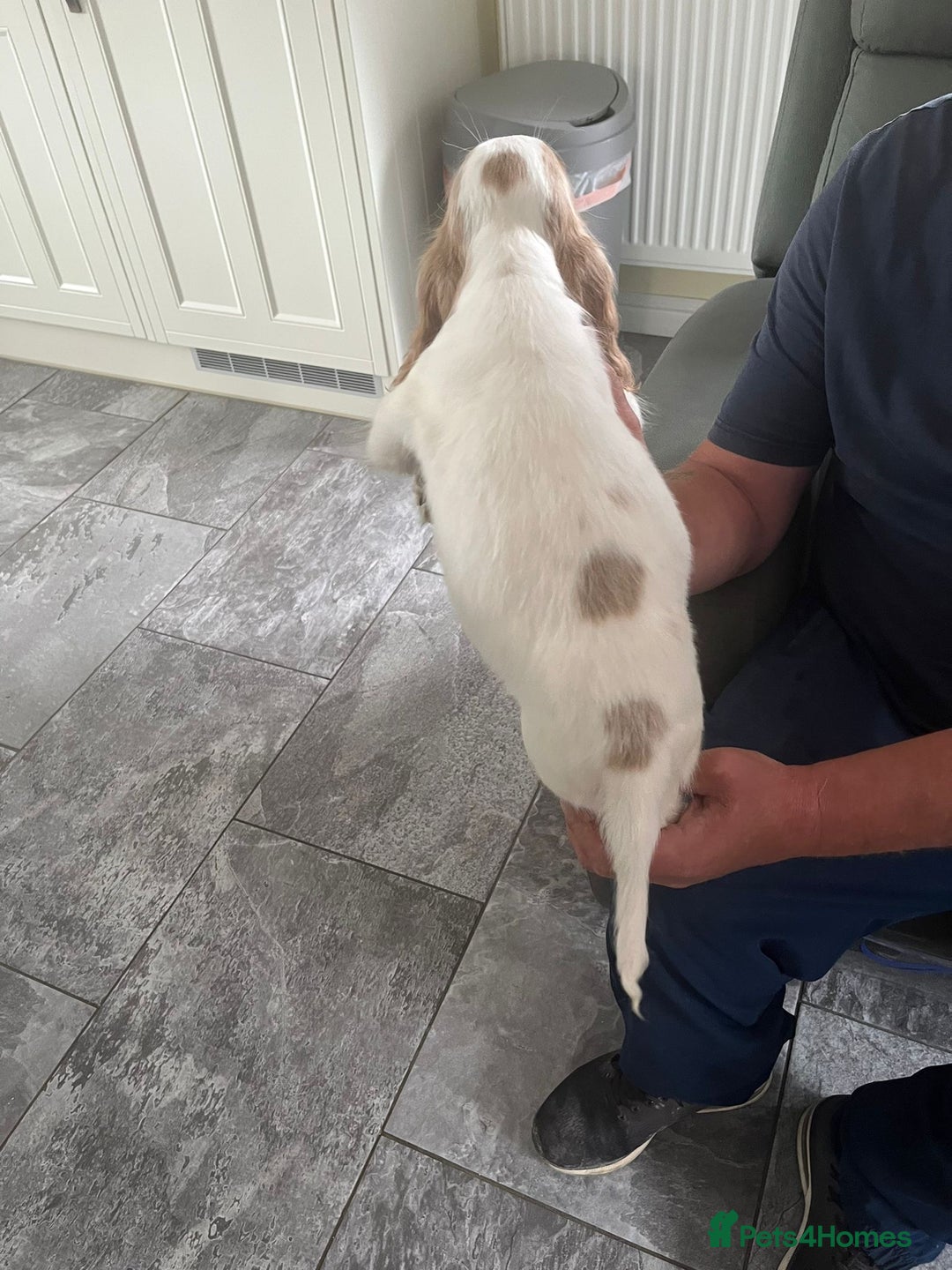 Cocker Spaniel dogs for sale: OUT STANDING  GORGEOUS SHOW TYPE COCKER SPANIEL  - Image 26