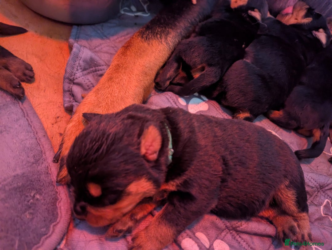 Rottweiler dogs for sale: 🐾 Stunning KC Registered Rottweiler Puppies  - Advert 13