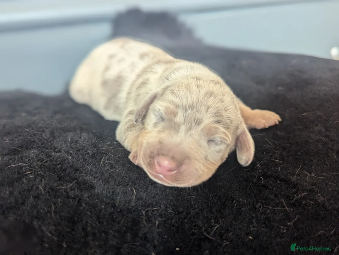 Miniature Dachshund dogs for sale: Extensively health tested mini dachshund puppies. - Advert 8