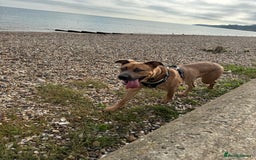 Mixed Breed dogs for sale: Urgent Rehoming, Bruno - Image 5