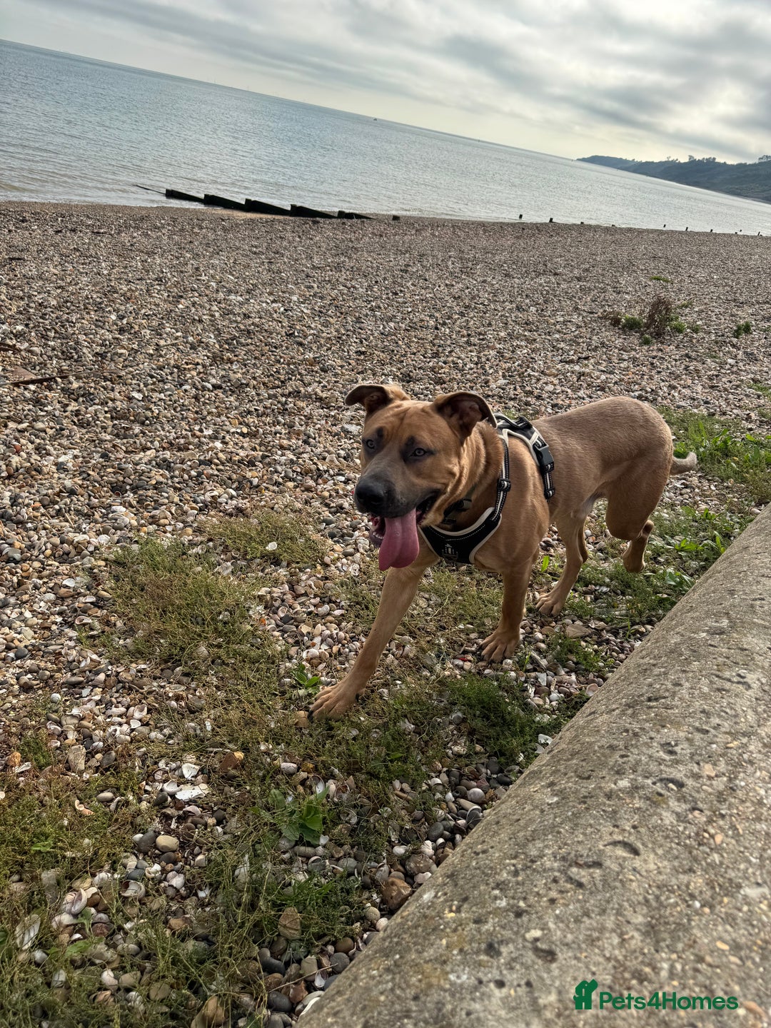 Mixed Breed dogs for sale: Urgent Rehoming, Bruno - Image 5