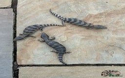 Skink reptiles for sale: Australian Eastern Blue Tongue Skink babies - Image 4