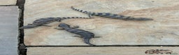 Skink reptiles for sale: Australian Eastern Blue Tongue Skink babies - Advert 4