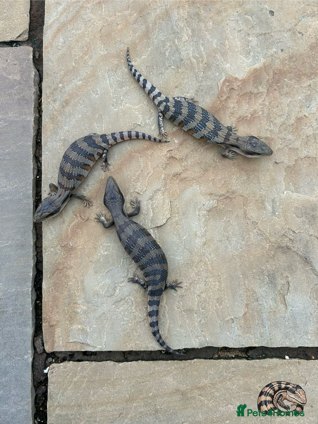 Skink reptiles for sale: Australian Eastern Blue Tongue Skink babies - Image 4