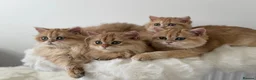 British Longhair cats for sale: British Shorthair or Longhair Godlen kittens  - Advert 4