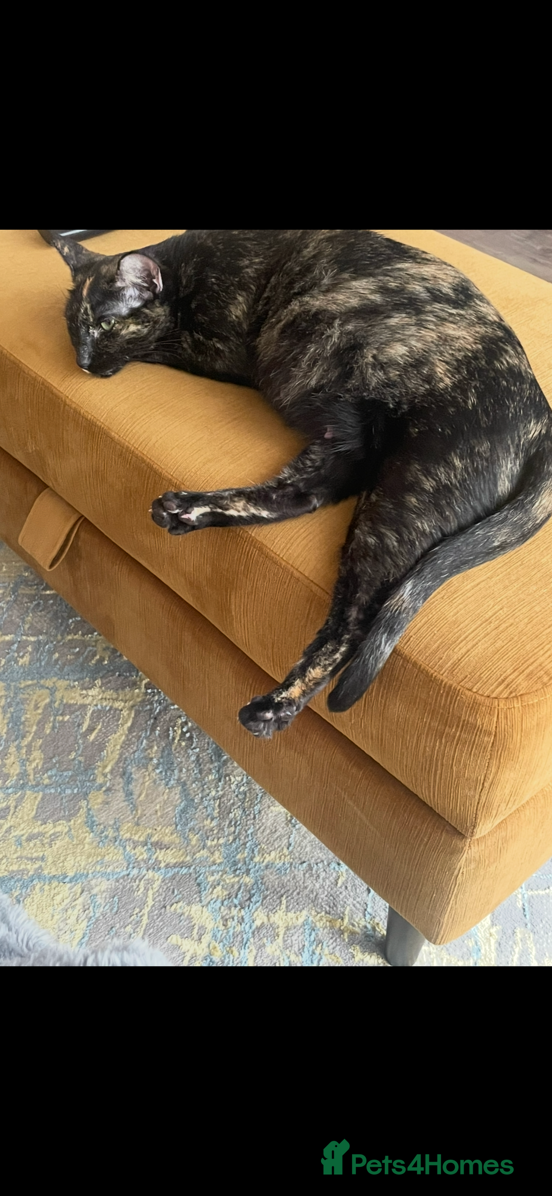 Sphynx cats for sale: Beautiful Sphynx cross orinetal kittens  - Advert 31