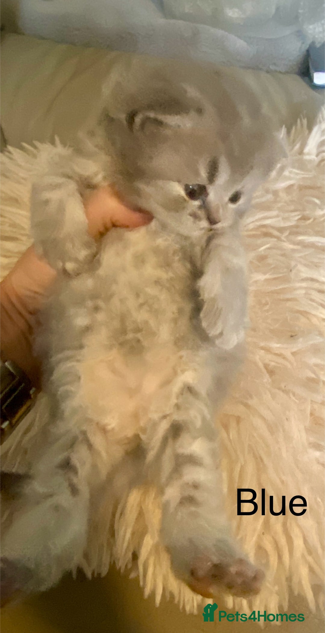 British Longhair cats for sale: HEALTH TESTED BRITISH LONGHAIR MAINE COON BLUE - Image 2
