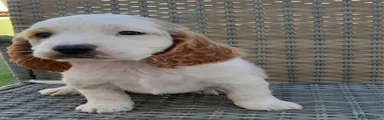 Cockapoo 2