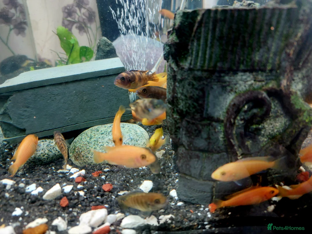 Cichlids fish for sale: African cichlids  - Advert 4