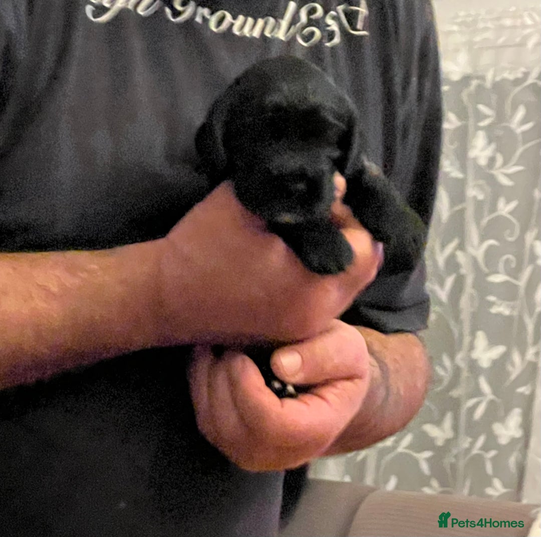 Cocker Spaniel dogs for sale: Adorable cocker spaniel Bitch - Advert 5