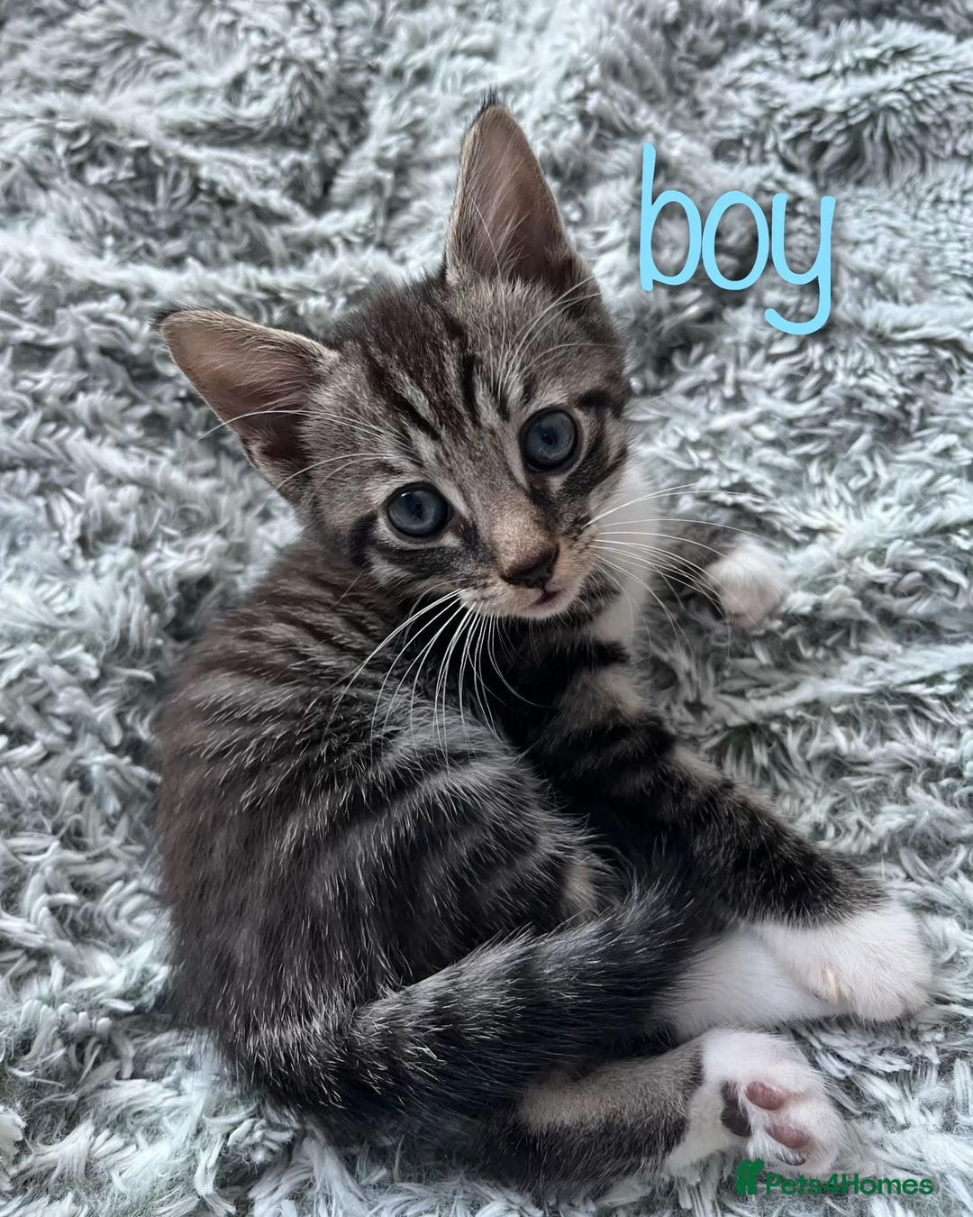 Maine Coon cats for sale: 3 gorgeous kittens for sale  - Image 8