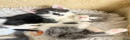 Mixed Breed cats for sale: 5 Beautiful Kittens for Sale mix of LONG - Advert 24