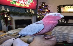 Parrots birds for sale: BuBu The Galah with full set up 1500 ono - Image 3