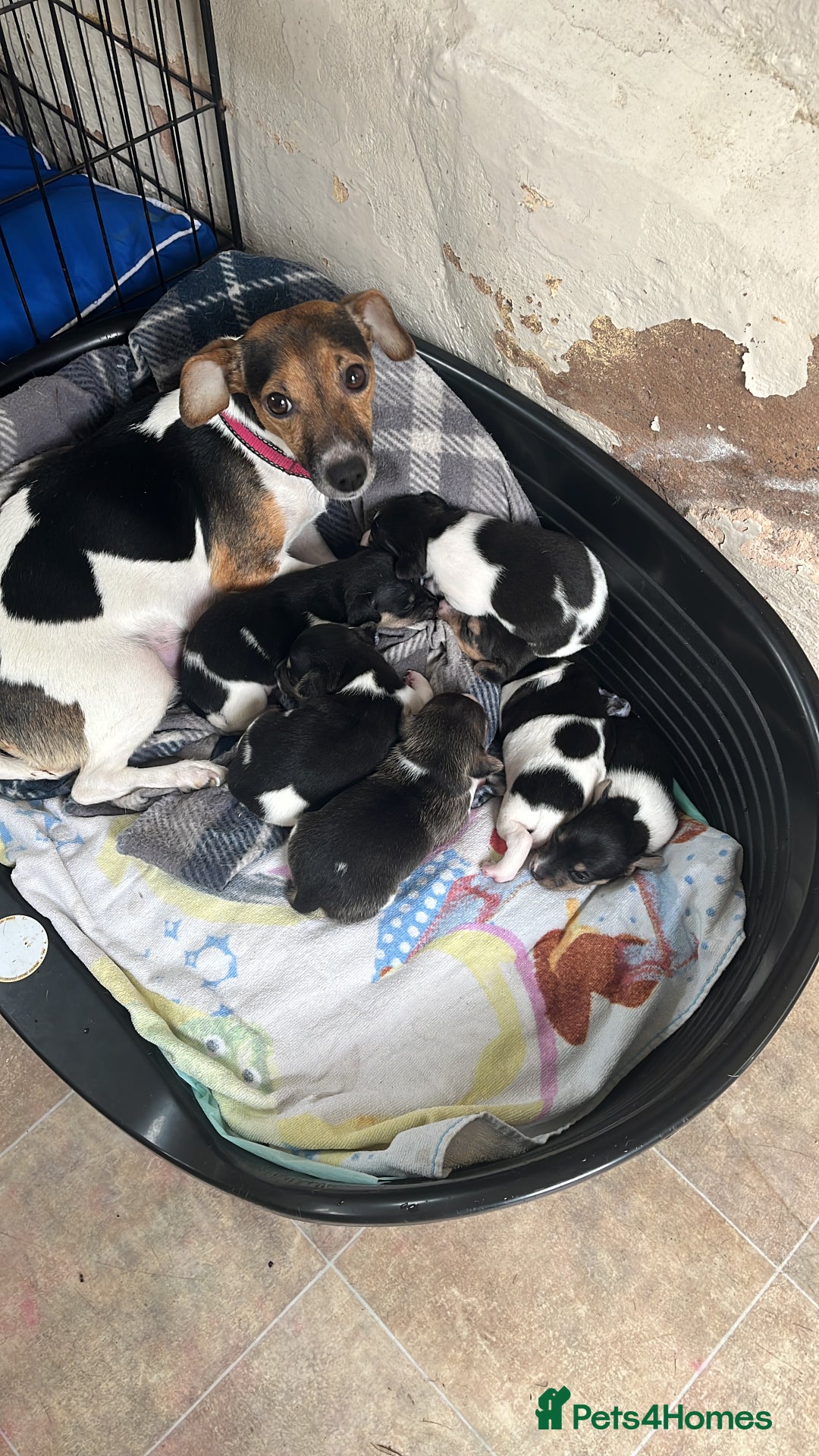 Jack Russell dogs for sale: Miniature Tri-Coloured Jack Russell Puppy - Advert 6