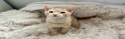 Domestic Shorthair cats for sale: Adorable Scottish mix Kittens 🐾 - Advert 10