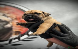 Cane Corso dogs for sale: 🐾✨PatoSquad Kennel FCI Grand Champion Puppies✨🐾 - Advert 8