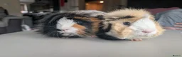 Guinea Pig rodents for sale: 2 male guinea pigs  - Advert 9