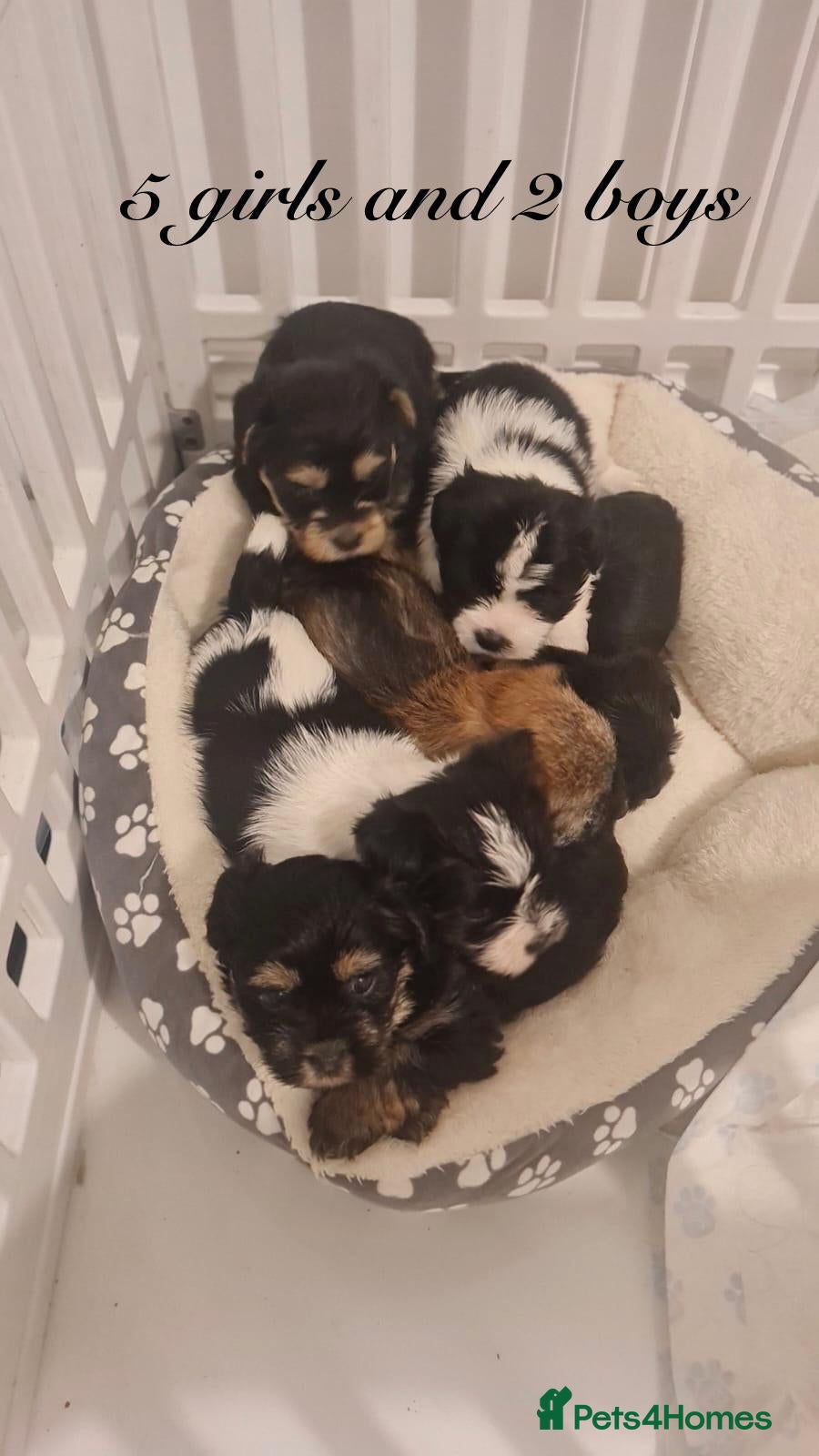 Shorkie dogs Beautiful shorkie puppies ready to go soon - Advert 5