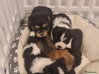 Shorkie dogs Beautiful shorkie puppies ready to go soon - Advert 5