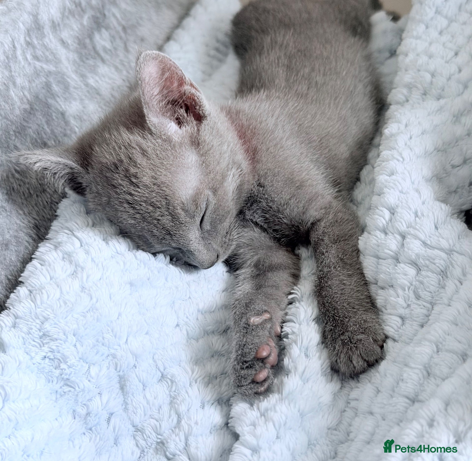 Russian Blue cats 🩵GCCF Registered Russian Blue kittens 🩵 - Advert 2