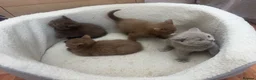 British Shorthair cats for sale: British Shorthair Cinnamon in Reading - Advert 14