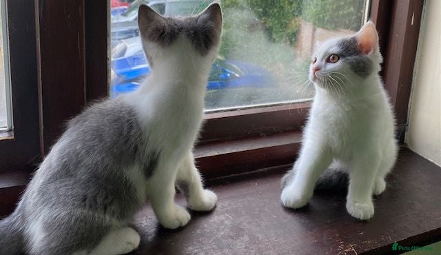 British Shorthair cats Chrysolite British Shorthair Kittens - last 2!! - Advert 2
