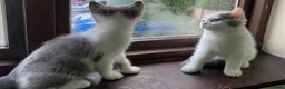 British Shorthair cats for sale: GCCF BSH Kittens Direct Grand Champion Lines  - Advert 12