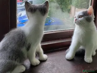 British Shorthair cats Chrysolite British Shorthair Kittens - last 2!! - Advert 2