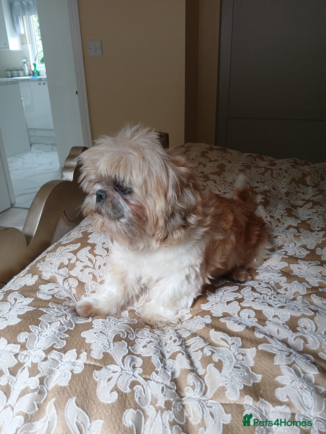 Shih Tzu dogs for sale: Shih tzu puppies - Image 4
