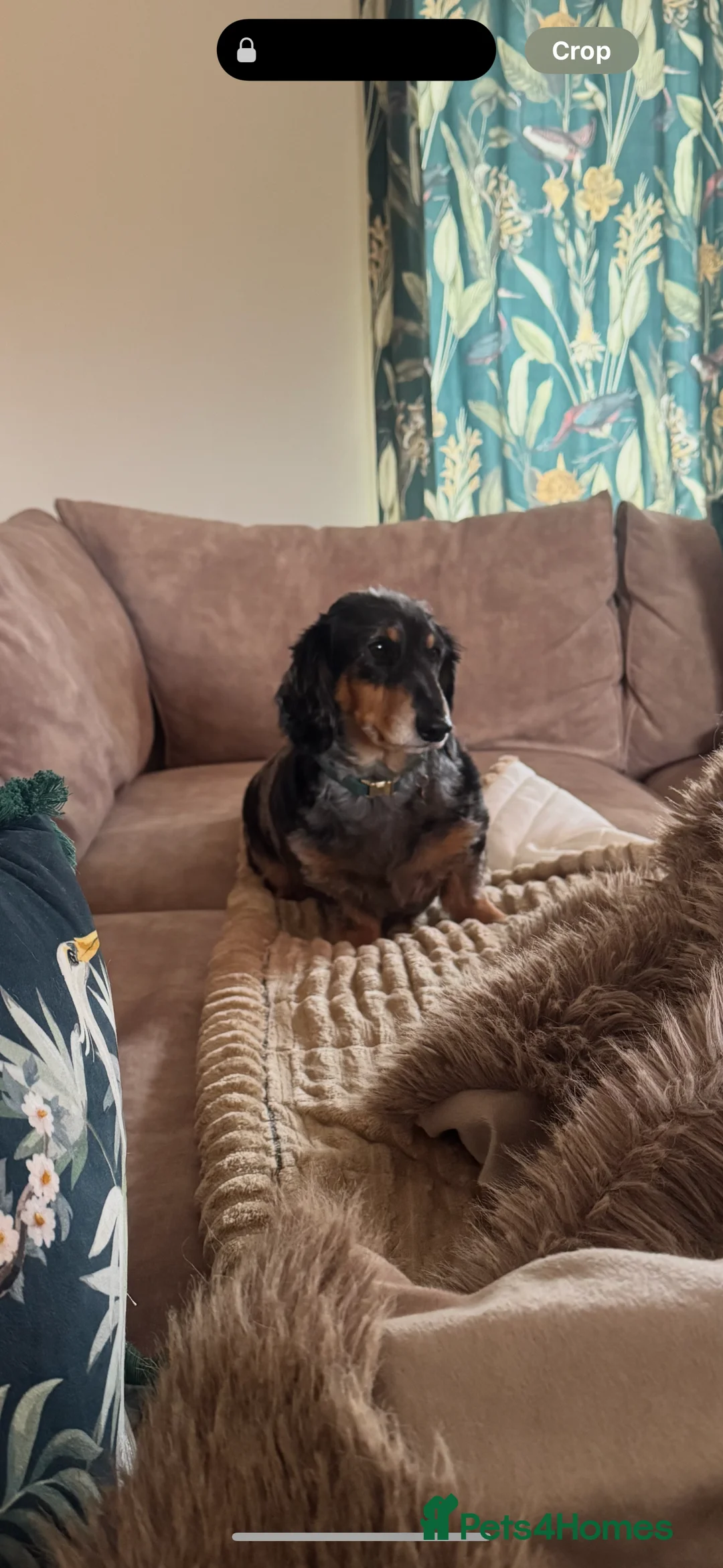 Miniature Dachshund dogs for sale: Two Miniture Dachshund  - Advert 9