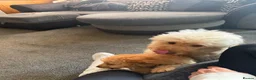 Labradoodle dogs for sale: Adorable miniature multigenerational Labradoodle  - Advert 6