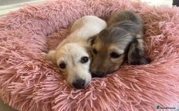 Miniature Dachshund dogs for sale: **KC REG Miniature long haired dachshund puppies** - Image 1