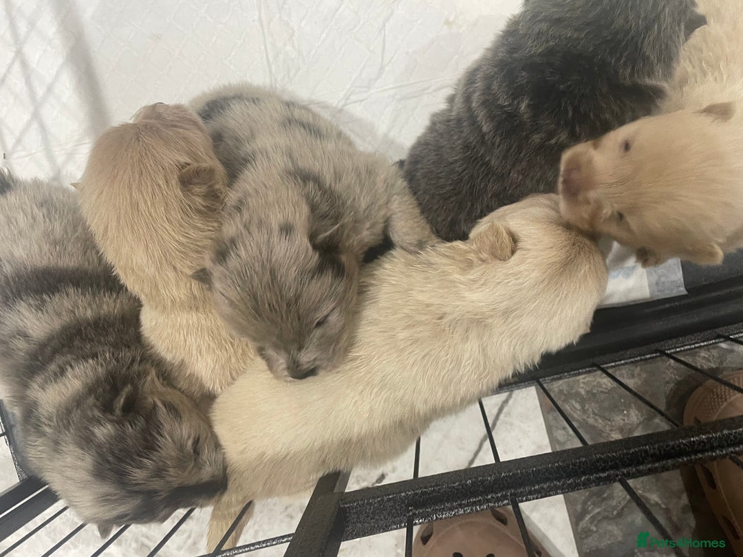 Chow Chow dogs for sale: Chow chow pups - Image 6