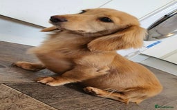 Miniature Dachshund dogs for stud: Beautiful KC Mini Long.H Full Eng. Cream Stud 🤍🐾 - Image 36