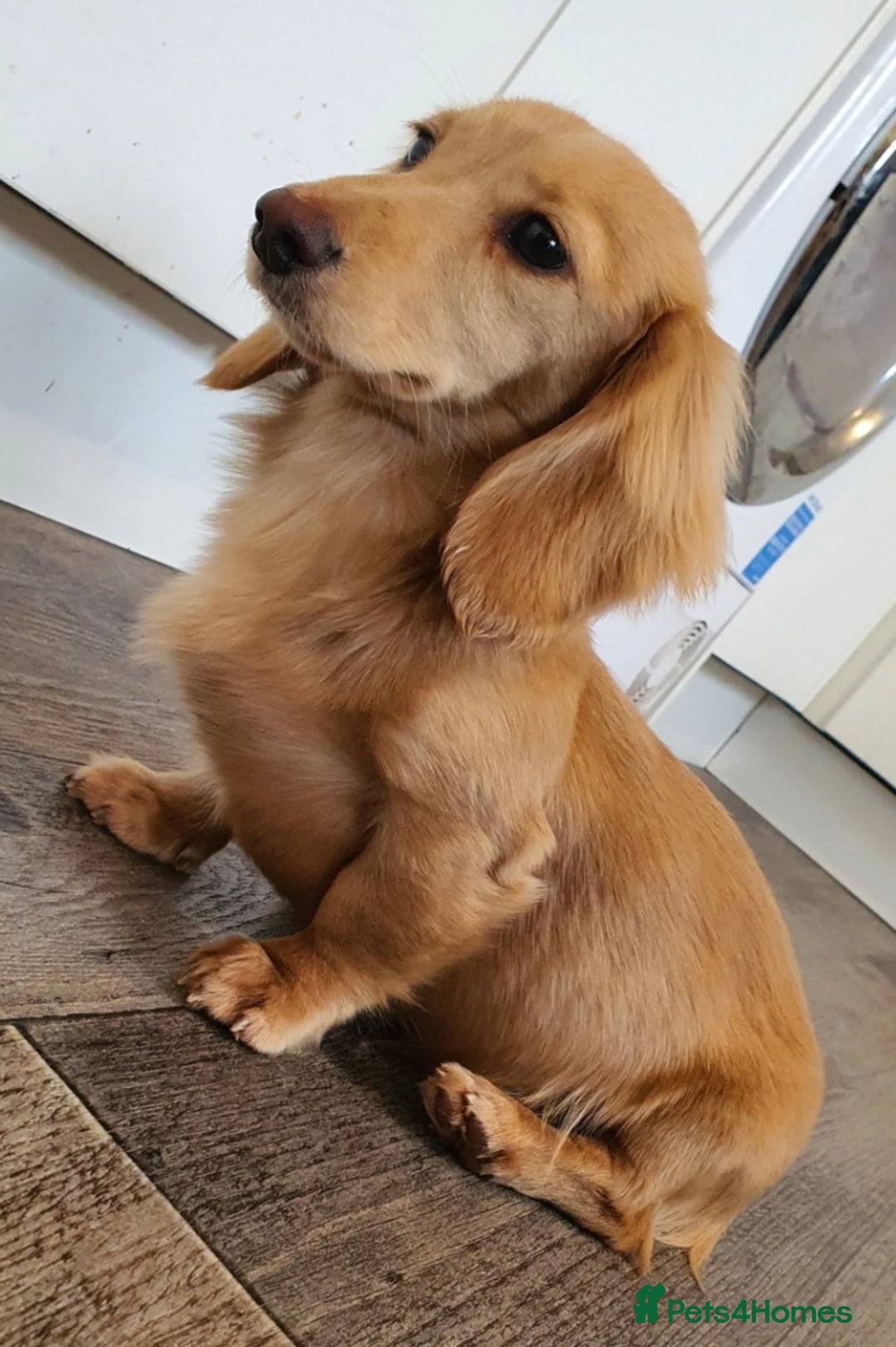 Miniature Dachshund dogs for stud: Beautiful KC Mini Long.H Full Eng. Cream Stud 🤍🐾 - Image 36