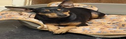 Miniature Pinscher dogs for sale: Beautiful Miniature Pinscher . - Advert 7