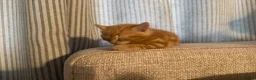 Mixed Breed cats for sale: Two kittens for sale  - Advert 4