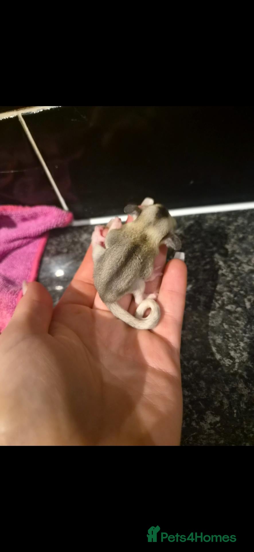 Sugar Glider rodents Sugar glider Joeys & Breeding pairs for sale!  - Advert 16