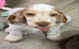 Cocker Spaniel dogs for sale: 5* LICENSED READY KC SHOW H/TESTED PUPPIES  - Image 7