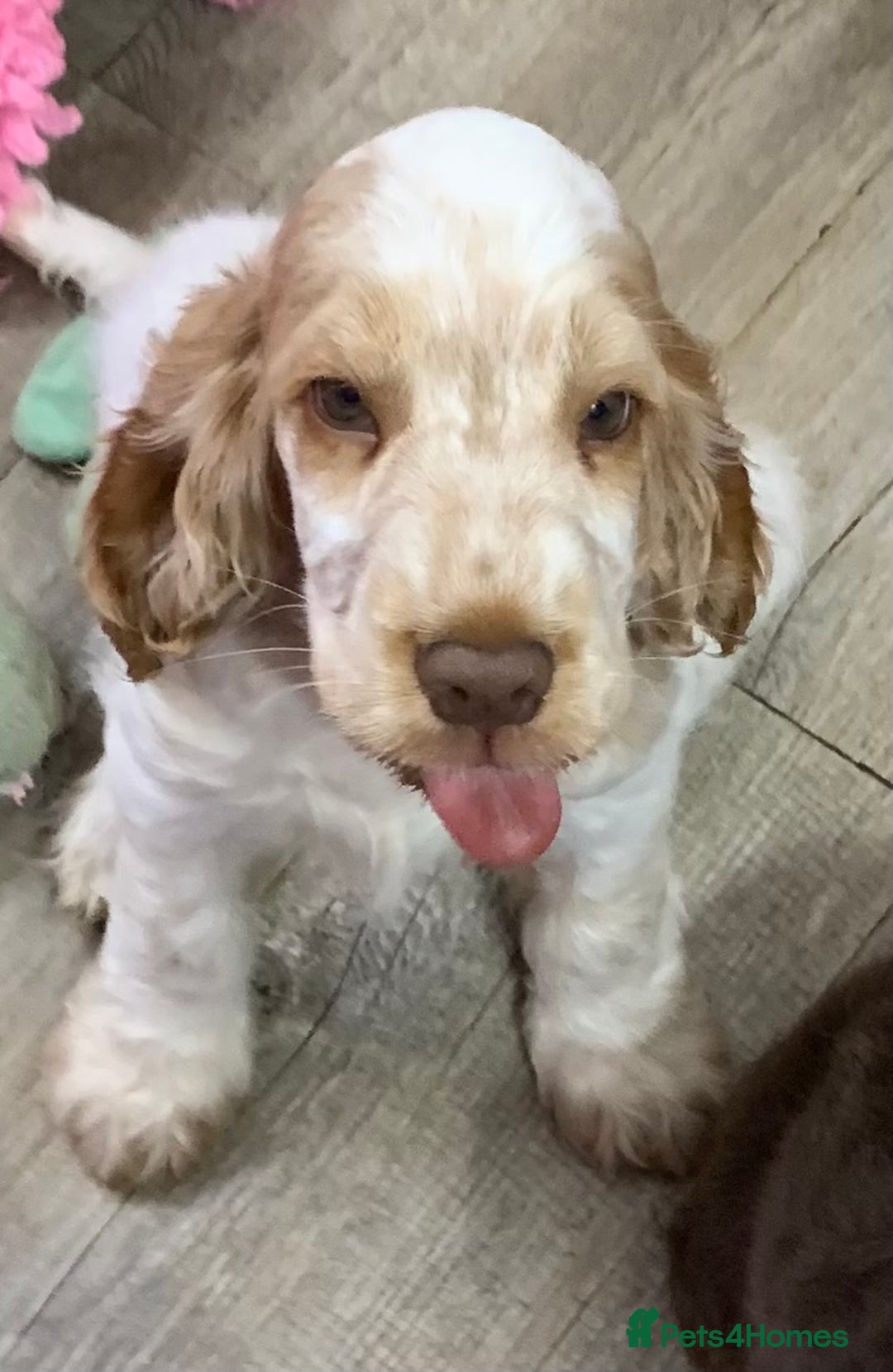 Cocker Spaniel dogs for sale: 5* LICENSED READY KC SHOW H/TESTED PUPPIES  - Image 7