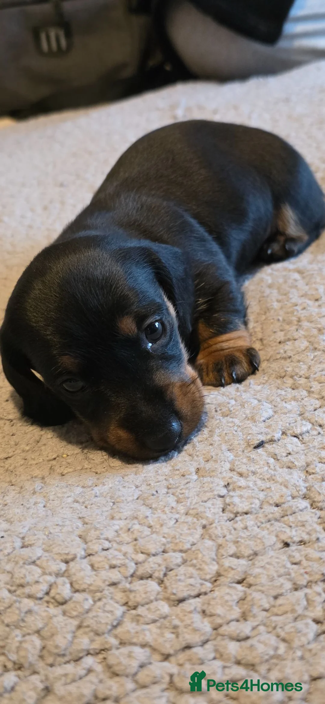 Dachshund dogs for sale: Three long haird beautiful Dachshund in Liverpool - Advert 12