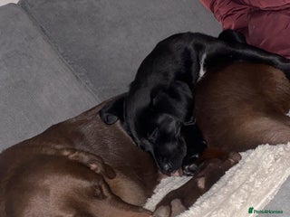 Mixed Breed dogs Beautiful pointer lab pup! Last girl left 😍 - Advert 1