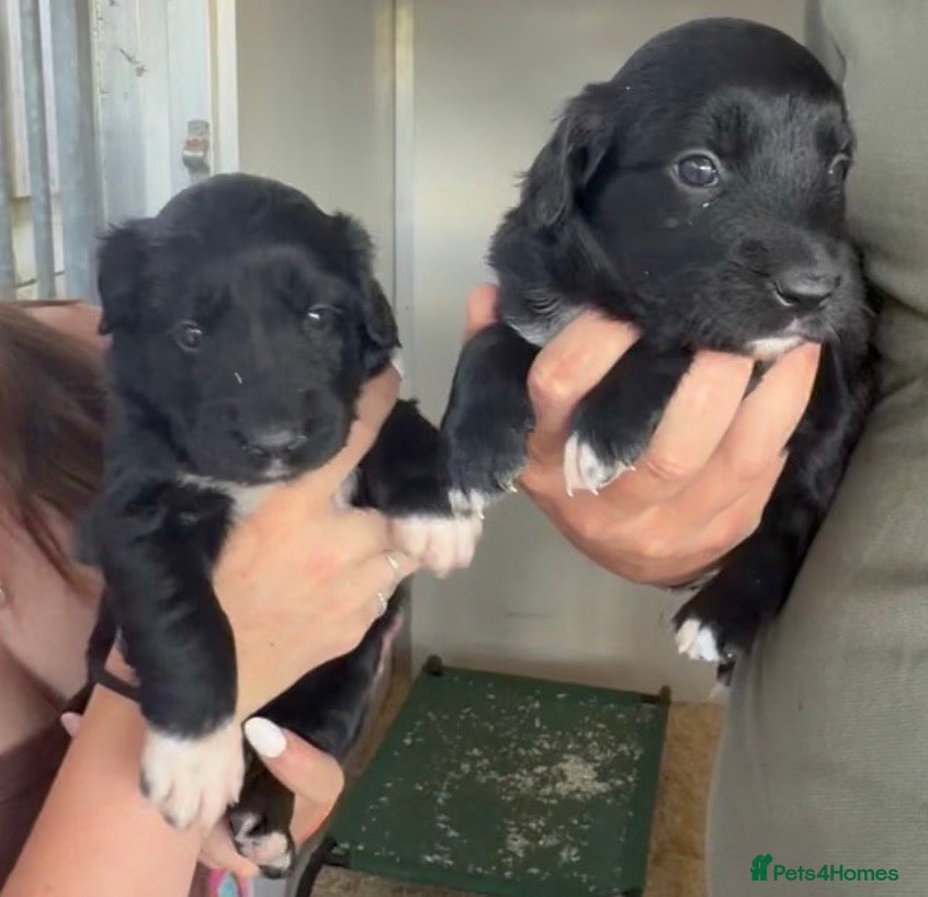 Mixed Breed dogs Beautiful Collie X cocker sprollies DNA health  - Advert 1