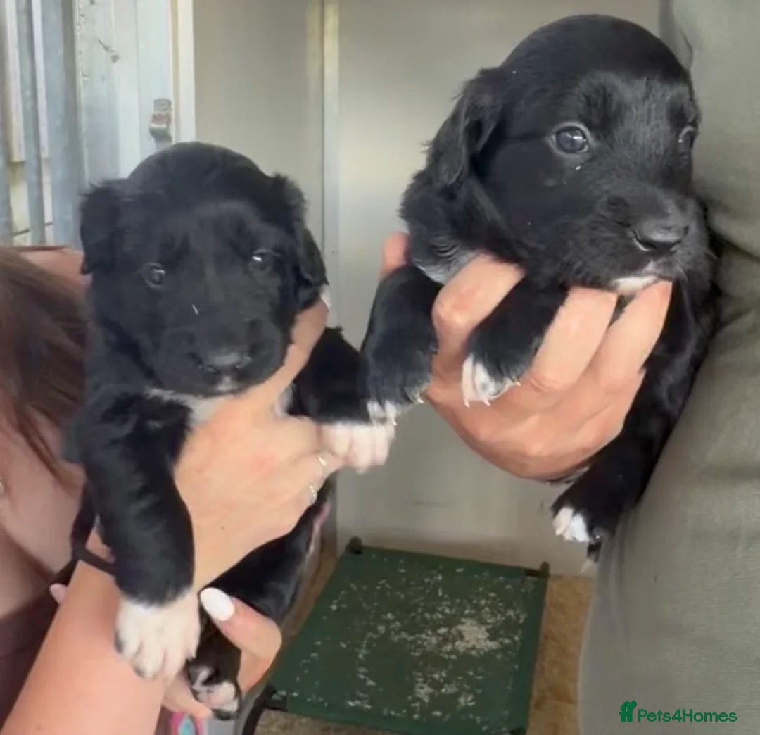 Mixed Breed dogs for sale: Beautiful Collie X cocker sprollies DNA health  - Advert 1