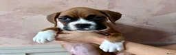 Boxer dogs for sale: 🐶 Stunning Champion Boxer Puppies 🐶 - Advert 4